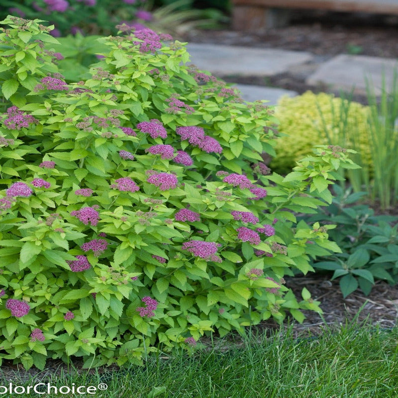 Double Play Gold Spirea in use.