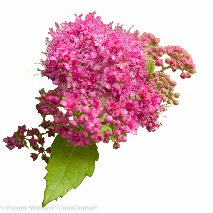 Double Play® Gold Spirea (Spiraea japonica)