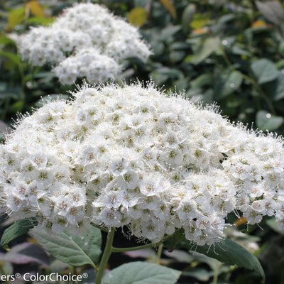 Double Play Blue Kazoo Spirea up close.