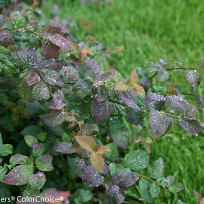 Double Play Blue Kazoo Spirea up close.