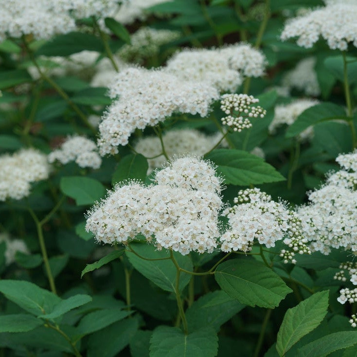 Double Play Blue Kazoo Double Play Blue Kazoo Spirea up close.