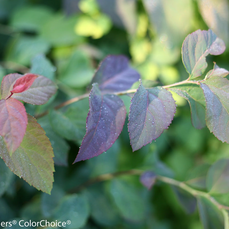 Double Play Blue Kazoo Spirea up close.