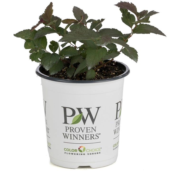 Double Play Blue Kazoo Spirea in container.
