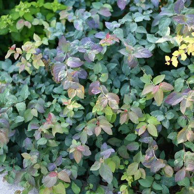 Double Play Blue Kazoo Double Play Blue Kazoo Spirea in focus.