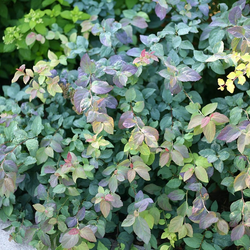 Double Play Blue Kazoo Spirea in focus.