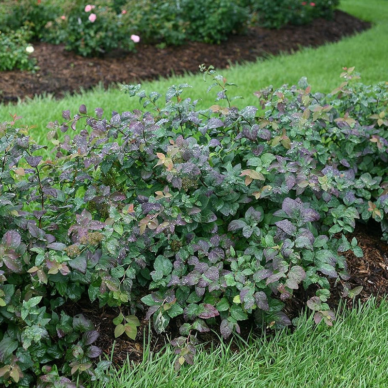 Double Play Blue Kazoo Spirea in use.