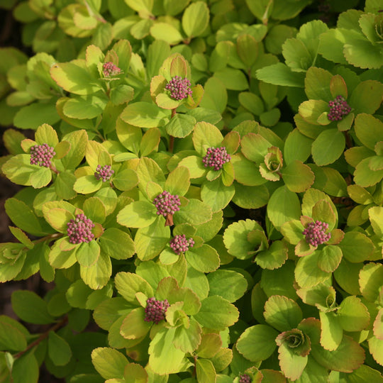 Glow Girl® Birchleaf Spirea (Spiraea betulifolia)