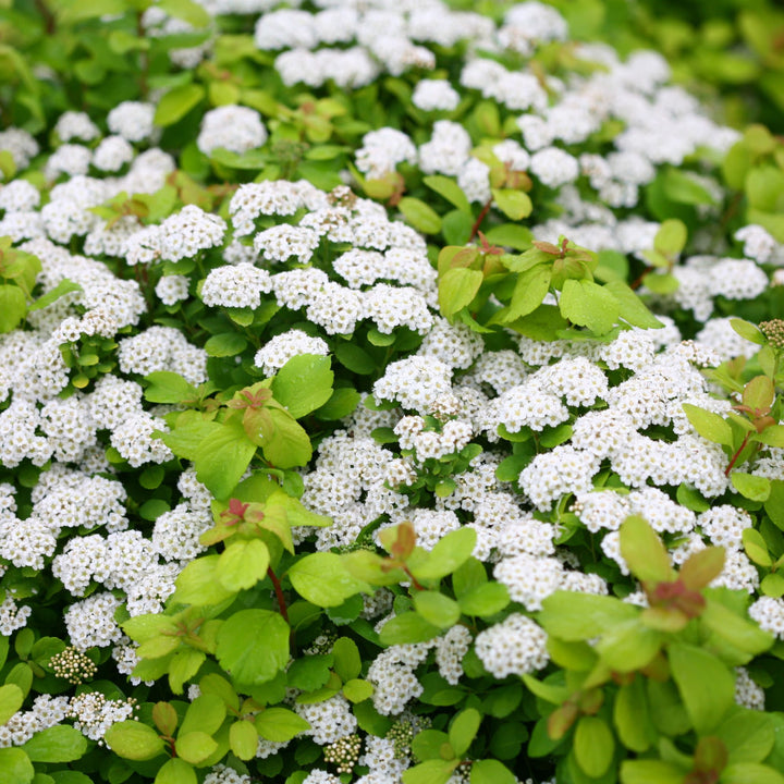 Glow Girl® Birchleaf Spirea (Spiraea betulifolia)