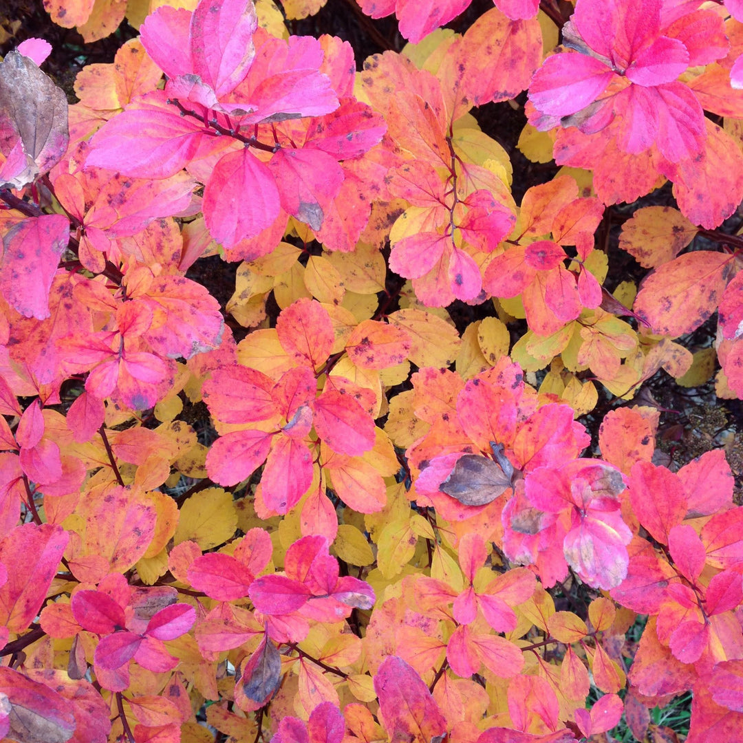 Glow Girl® Birchleaf Spirea (Spiraea betulifolia)