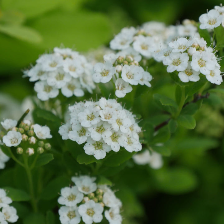Glow Girl® Birchleaf Spirea (Spiraea betulifolia)