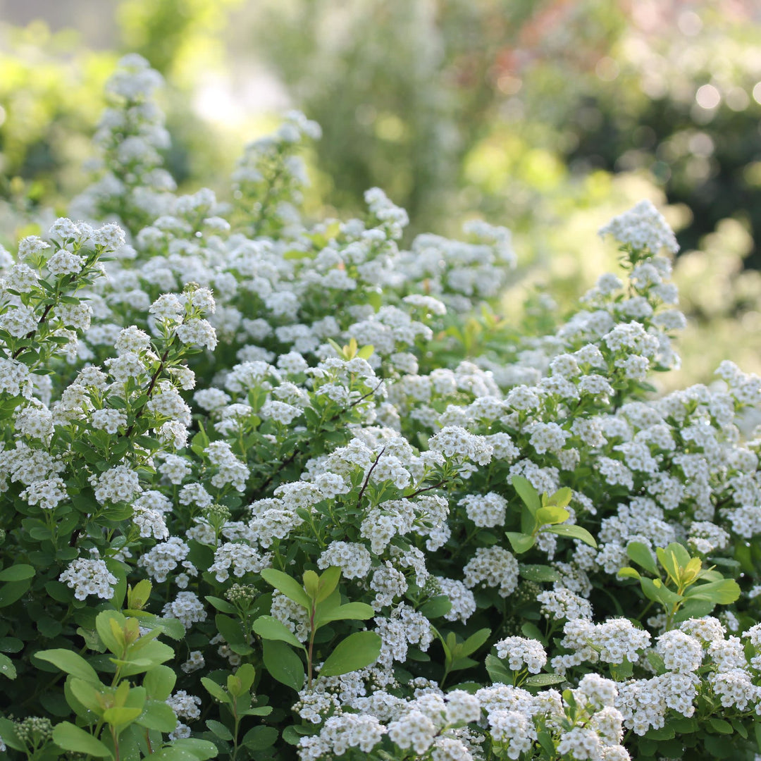 Glow Girl® Birchleaf Spirea (Spiraea betulifolia)