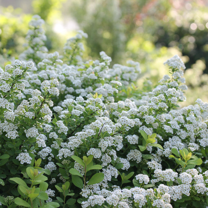 Glow Girl® Birchleaf Spirea (Spiraea betulifolia)