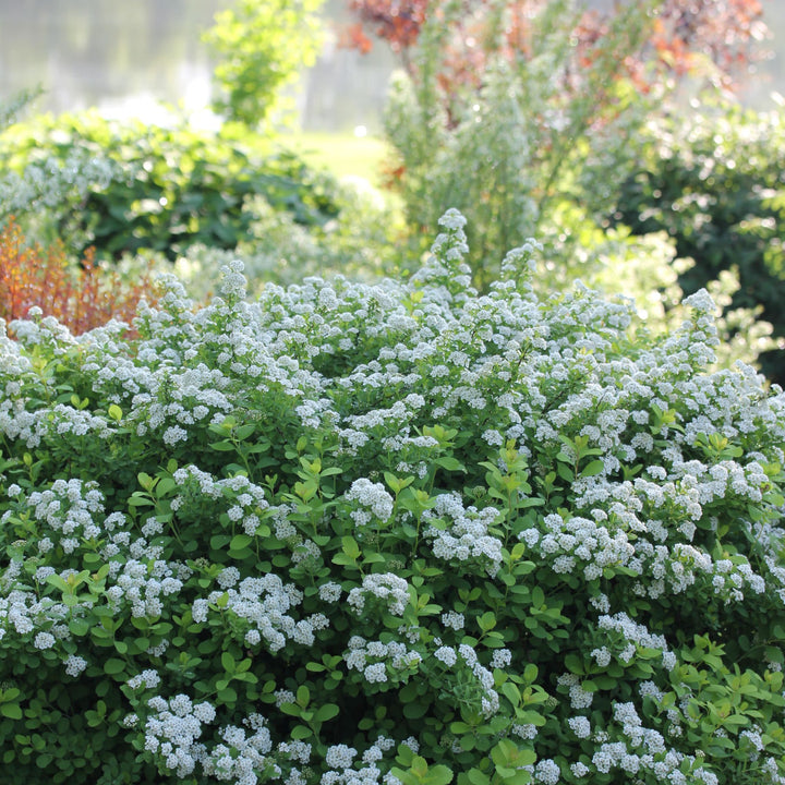 Glow Girl® Birchleaf Spirea (Spiraea betulifolia)