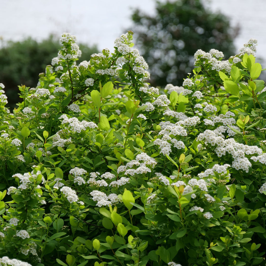 Glow Girl® Birchleaf Spirea (Spiraea betulifolia)