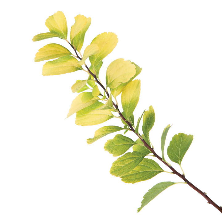 Glow Girl® Birchleaf Spirea (Spiraea betulifolia)