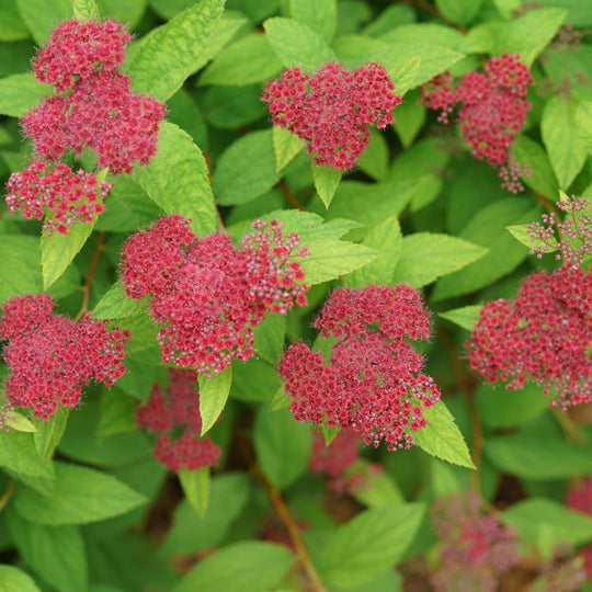 Double Play® Red Spirea (Spiraea japonica)