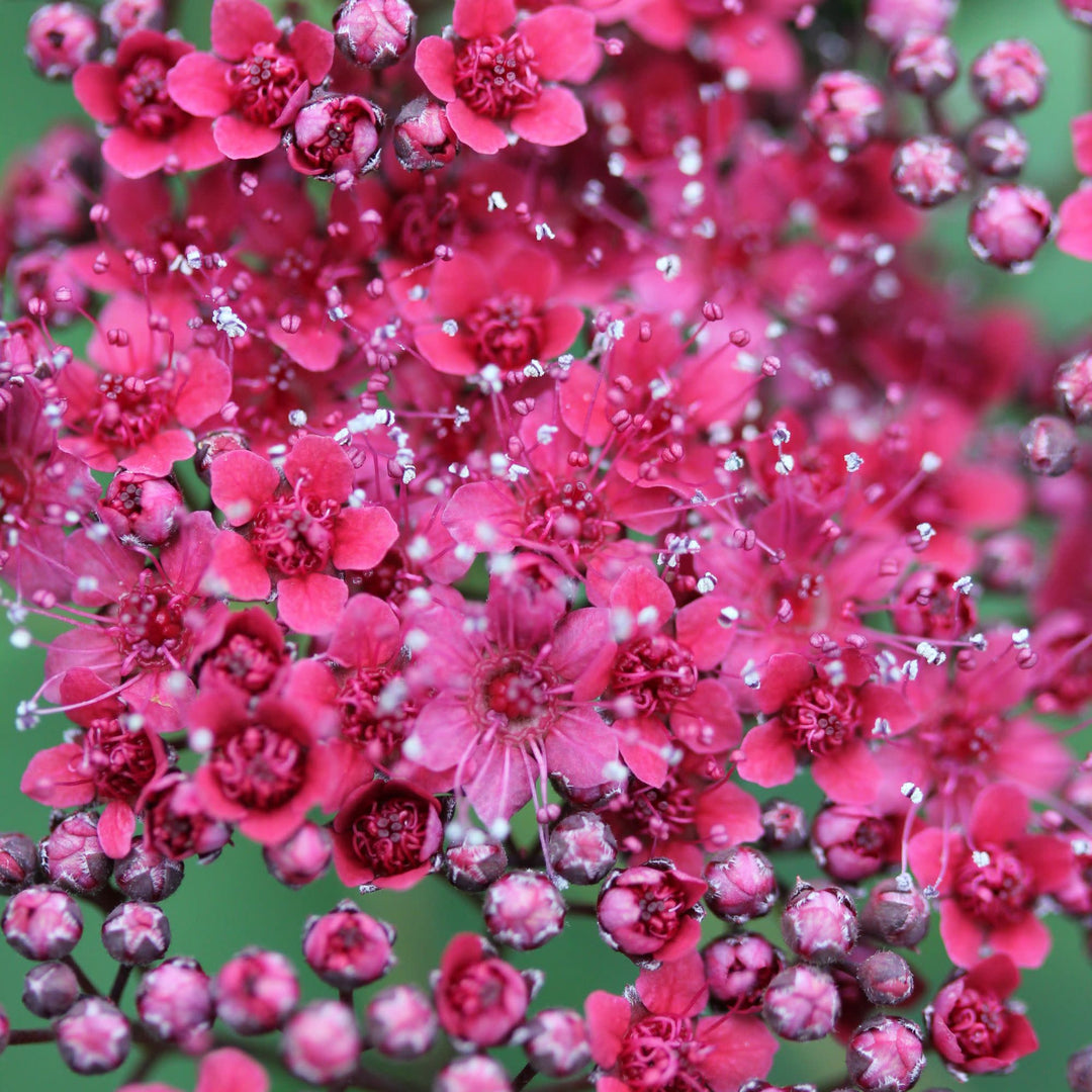 Double Play® Red Spirea (Spiraea japonica)