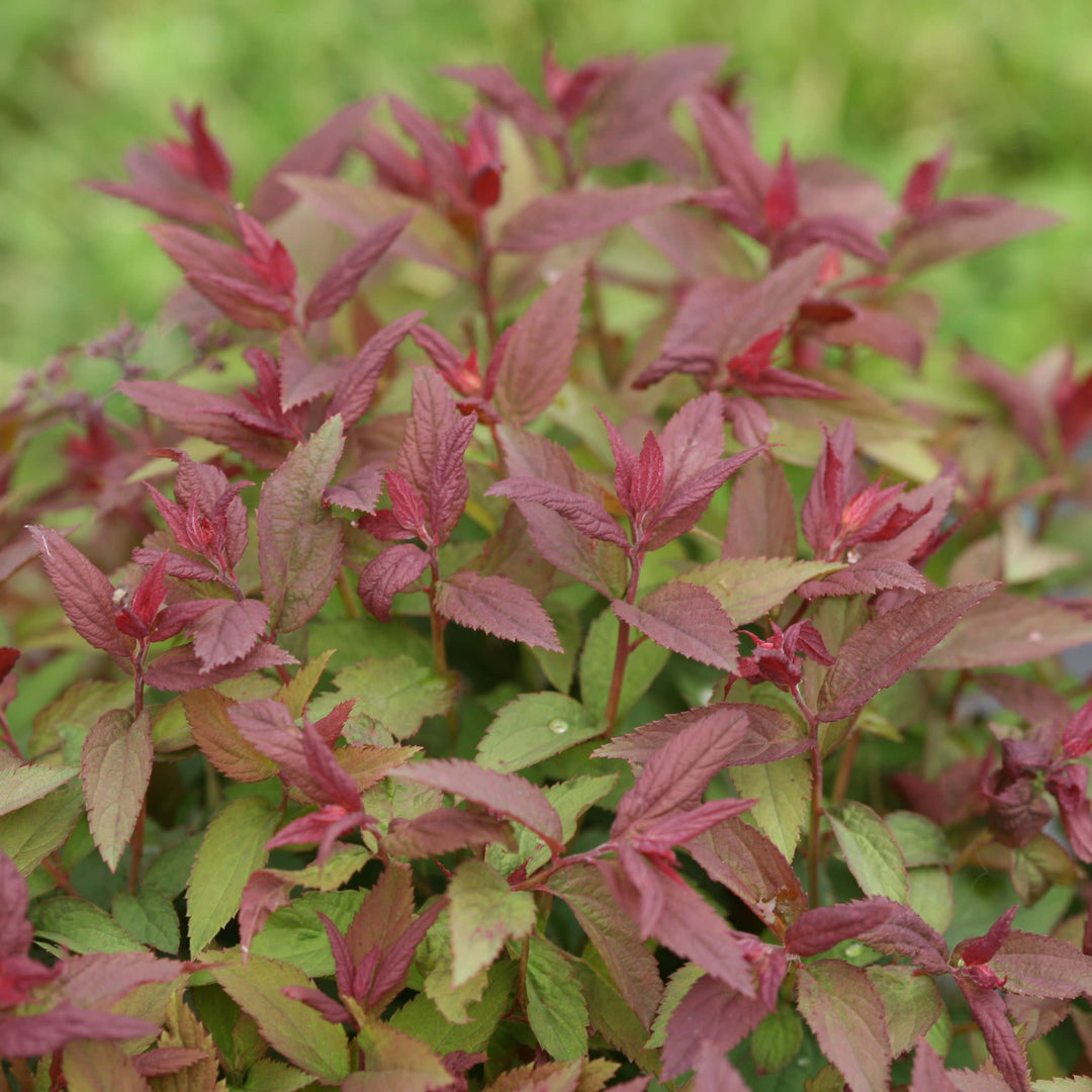 Double Play® Red Spirea (Spiraea japonica)