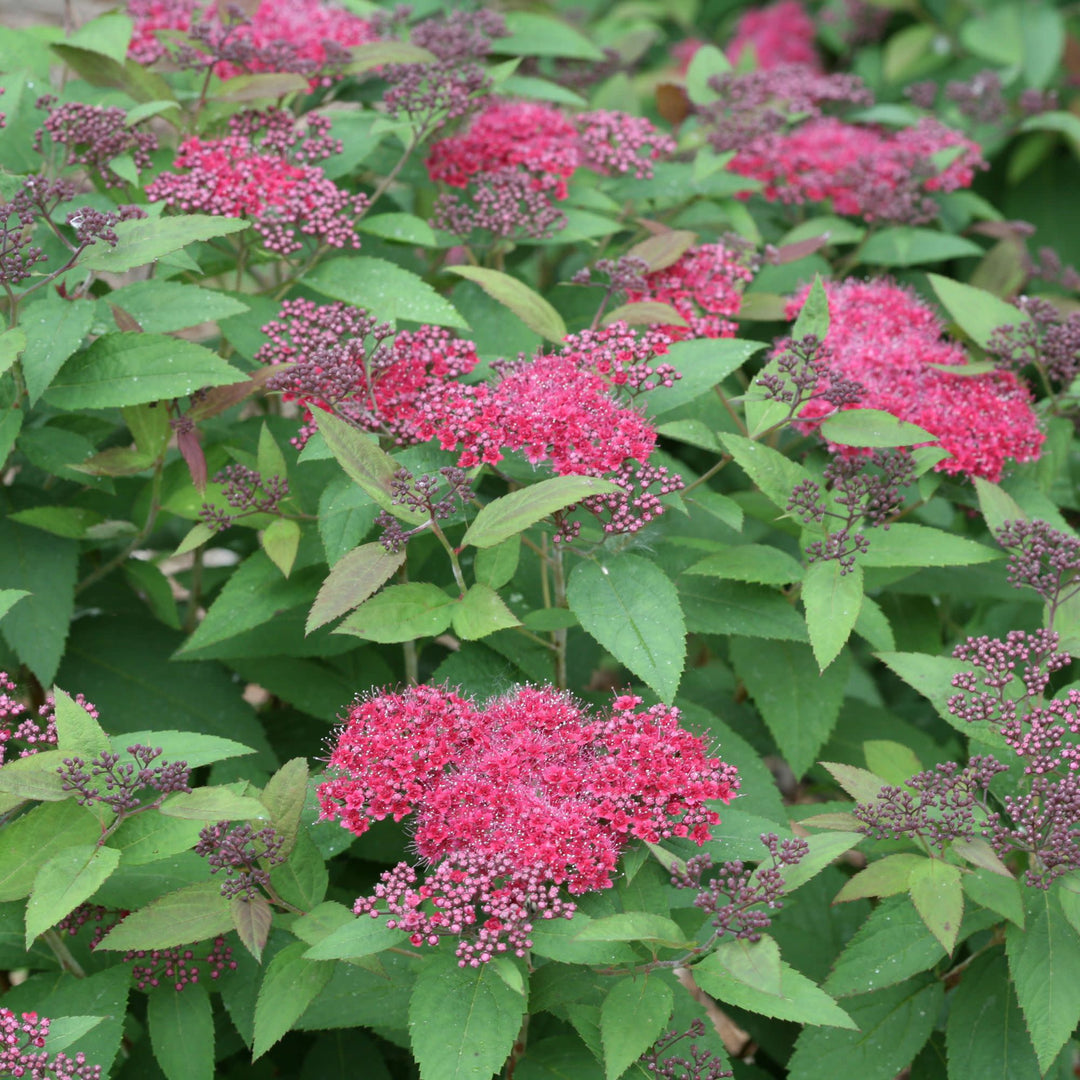 Double Play® Red Spirea (Spiraea japonica)