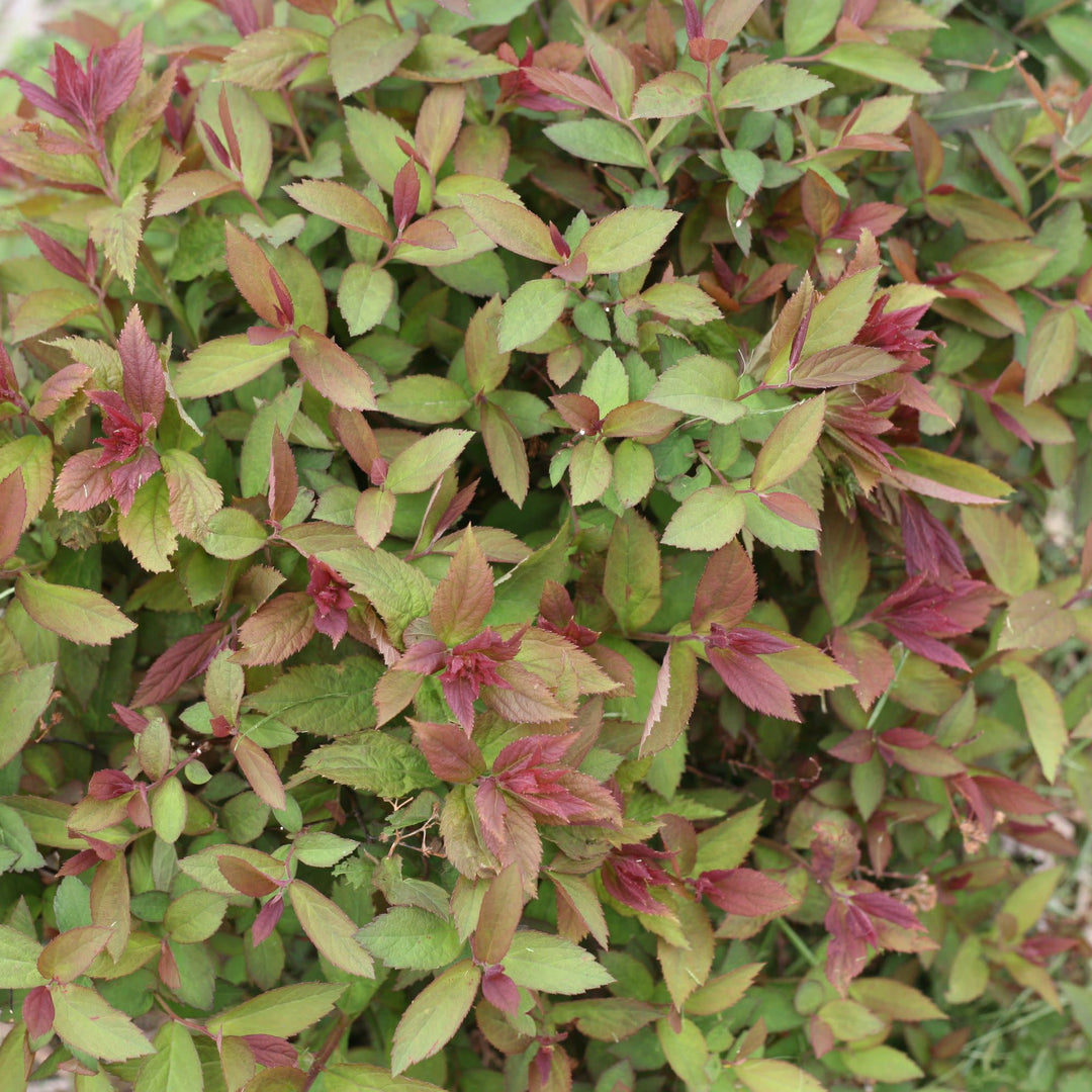 Double Play® Red Spirea (Spiraea japonica)