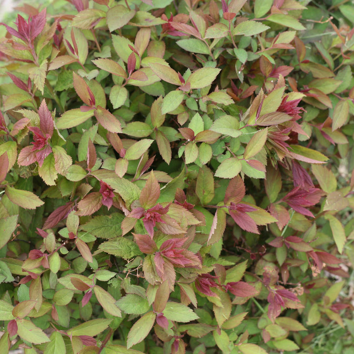 Double Play® Red Spirea (Spiraea japonica)