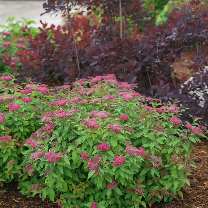 Double Play® Red Spirea (Spiraea japonica)