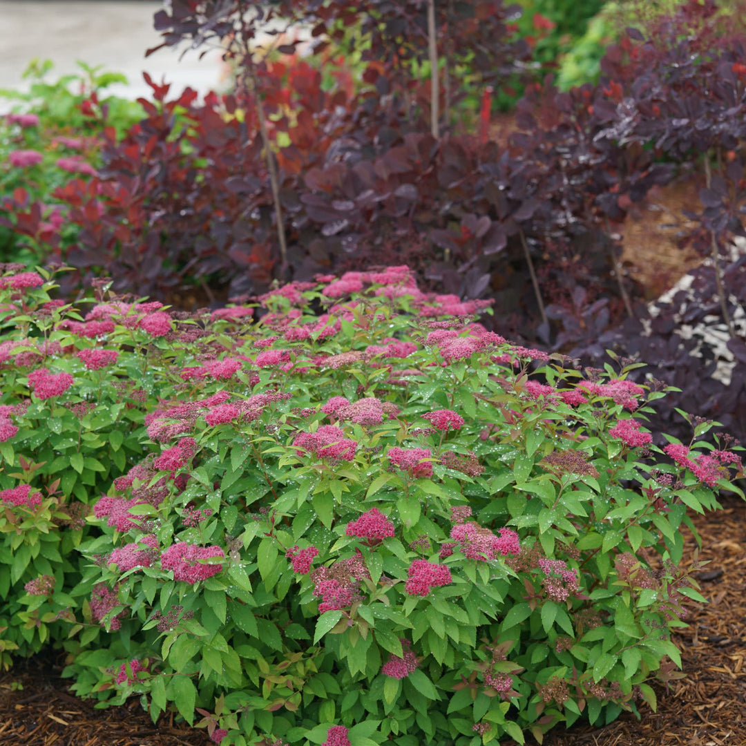 fertilizer for spirea plant Spirea | Double Play® Red