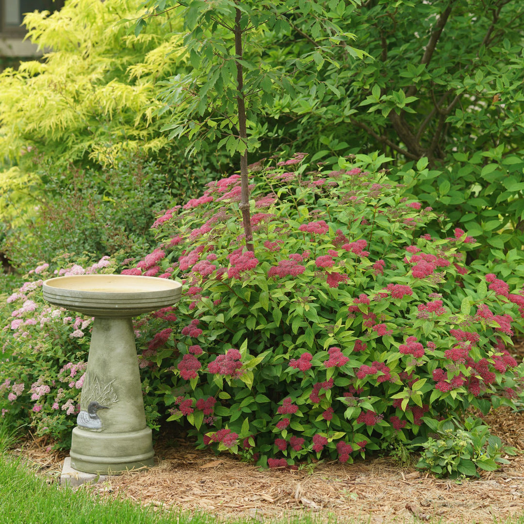 Double Play® Red Spirea (Spiraea japonica)