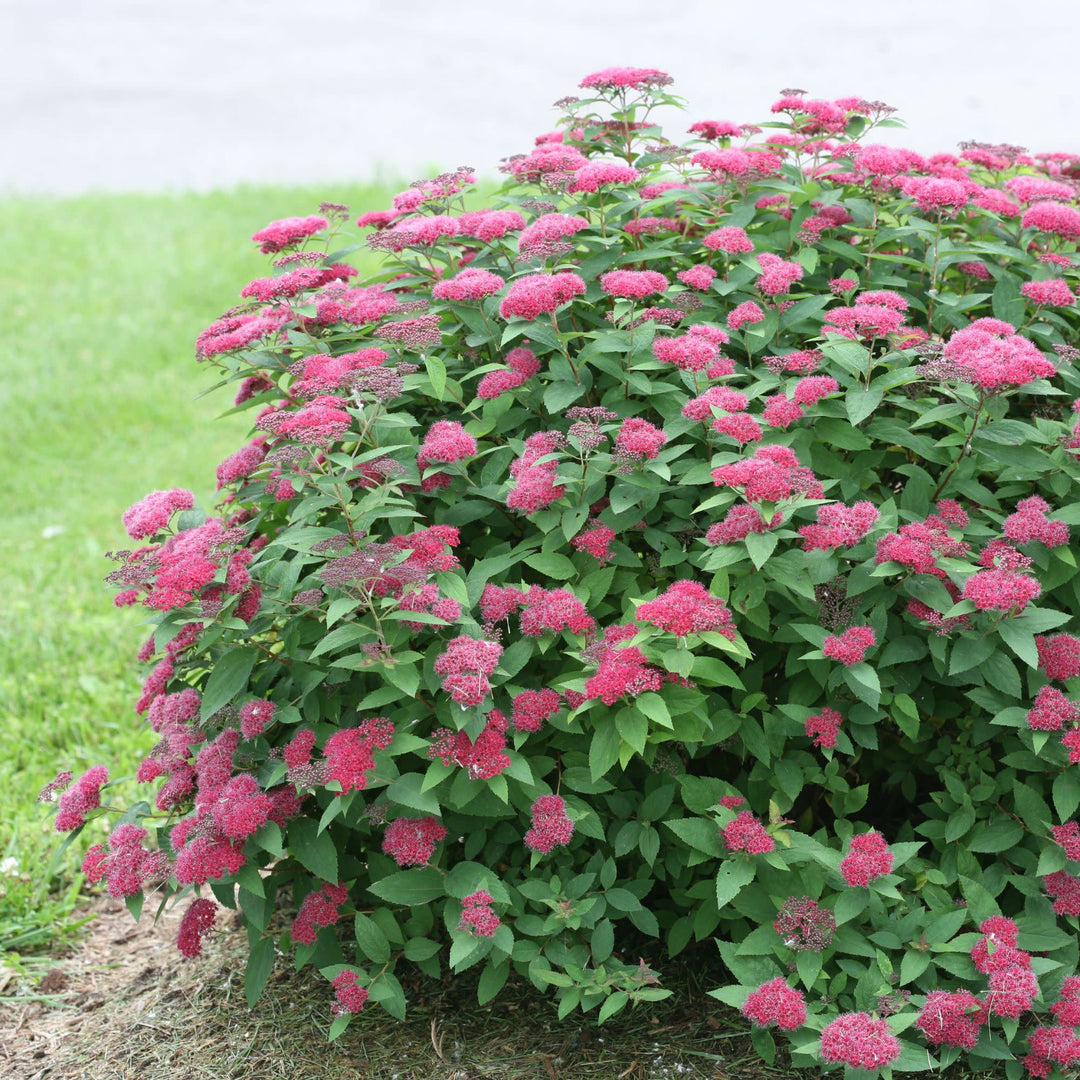 Double Play® Red Spirea (Spiraea japonica)