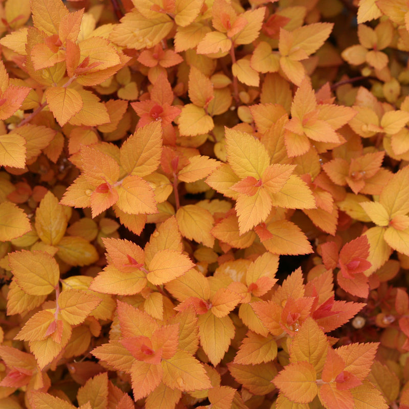 Double Play Candy Corn Spirea up close.