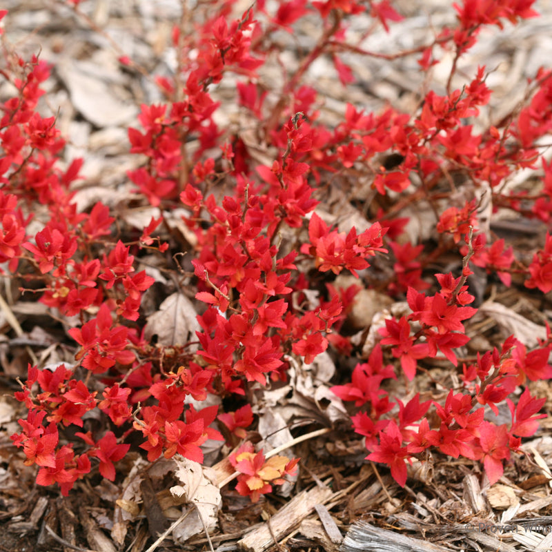 Double Play Candy Corn Spirea up close.