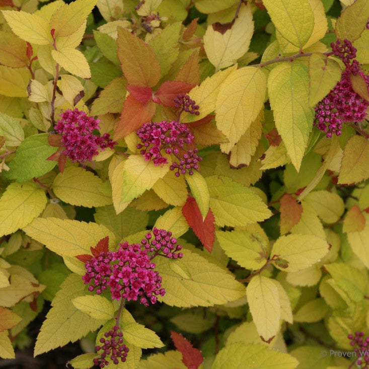 Double Play Candy Corn Double Play Candy Corn Spirea up close.