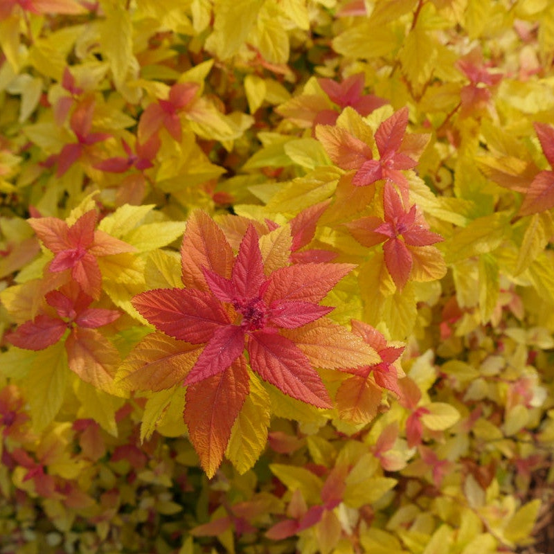 Double Play Candy Corn Double Play Candy Corn Spirea up close.