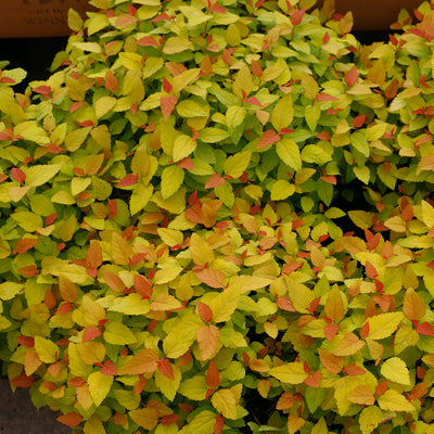 Double Play Candy Corn Double Play Candy Corn Spirea up close.