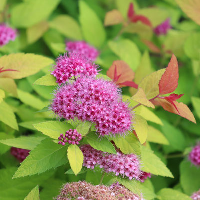 Double Play Candy Corn Double Play Candy Corn Spirea up close.