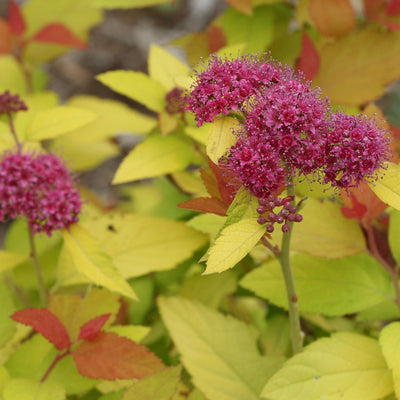 Double Play Candy Corn Spirea up close.