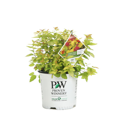 Double Play Candy Corn Spirea in container.