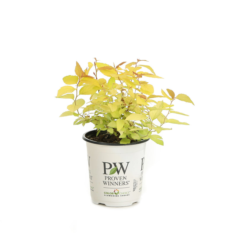 Double Play Candy Corn Spirea in container.