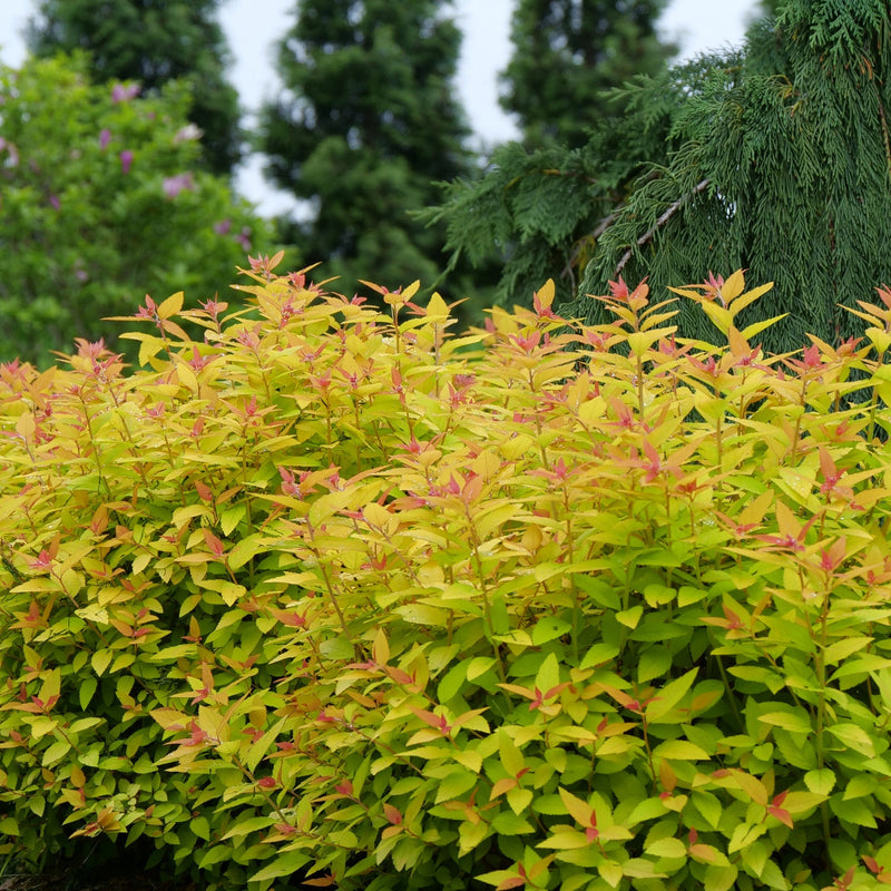 Double Play Candy Corn Spirea in focus.