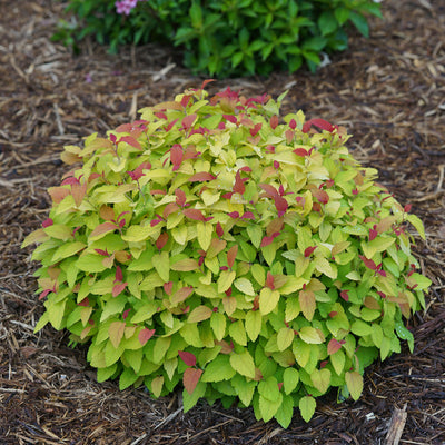 Double Play Candy Corn Double Play Candy Corn Spirea in focus.