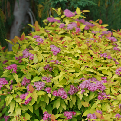 Double Play Candy Corn Double Play Candy Corn Spirea in focus.