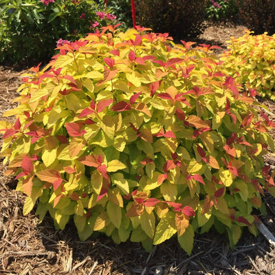 Double Play Candy Corn Spirea in focus.