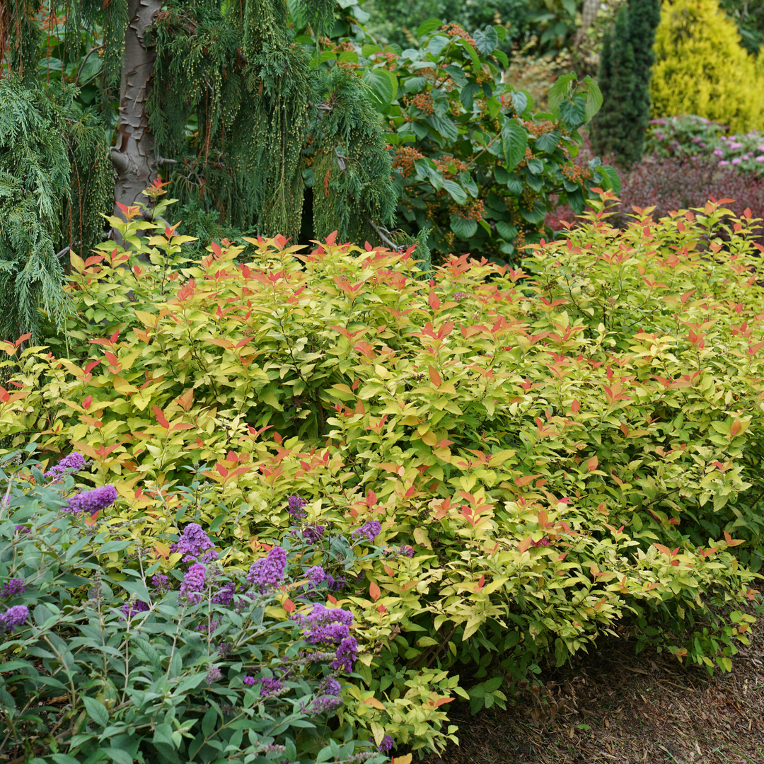 candy corn plant seeds Proven Winners Double Play Candy Corn Spirea Spiraea Live Shrub, Size: 1 gal, Orange