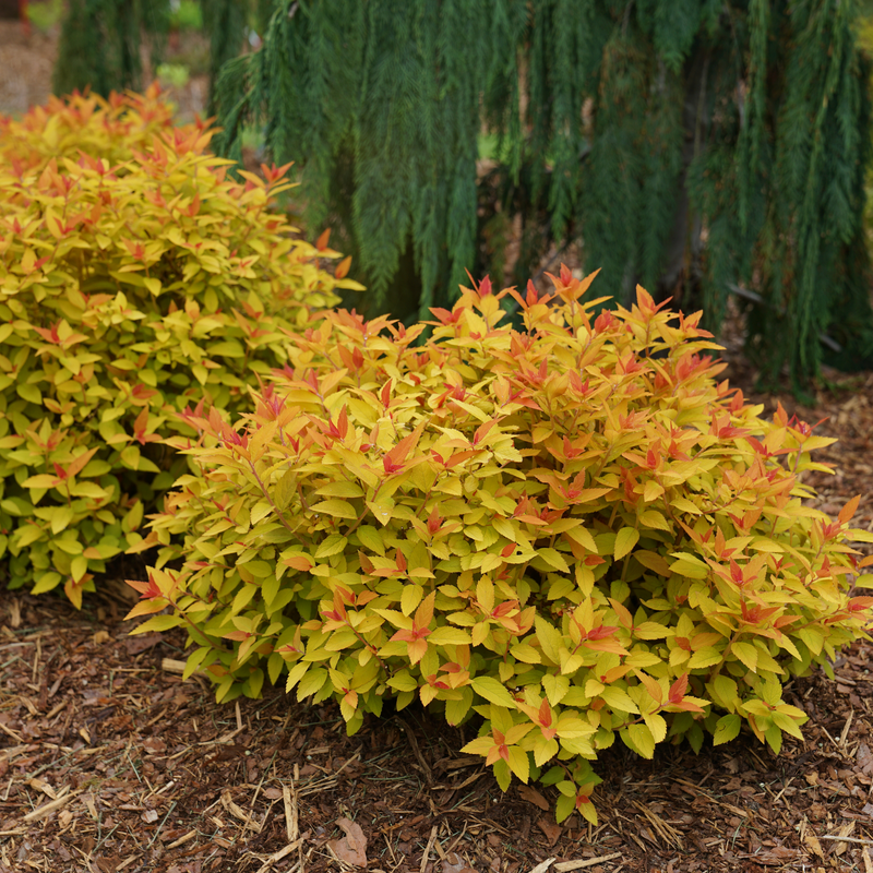 Double Play Candy Corn Double Play Candy Corn Spirea in use.