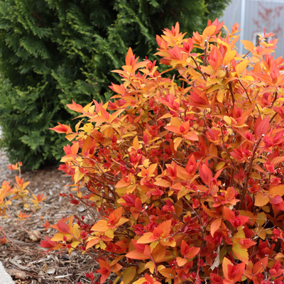 Double Play Candy Corn Double Play Candy Corn Spirea in use.