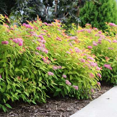 Double Play Candy Corn Double Play Candy Corn Spirea in use.