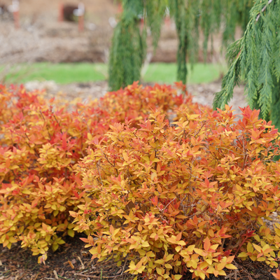 Double Play Candy Corn Double Play Candy Corn Spirea in use.