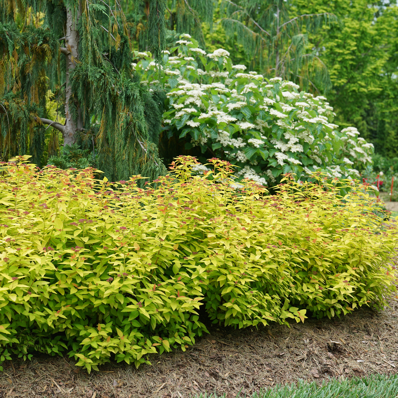 Double Play Candy Corn Double Play Candy Corn Spirea in use.