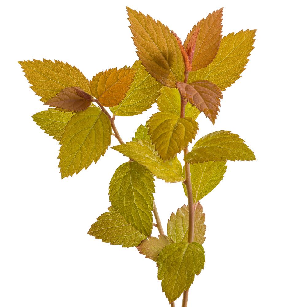 Double Play® Candy Corn® Spirea (Spiraea japonica)