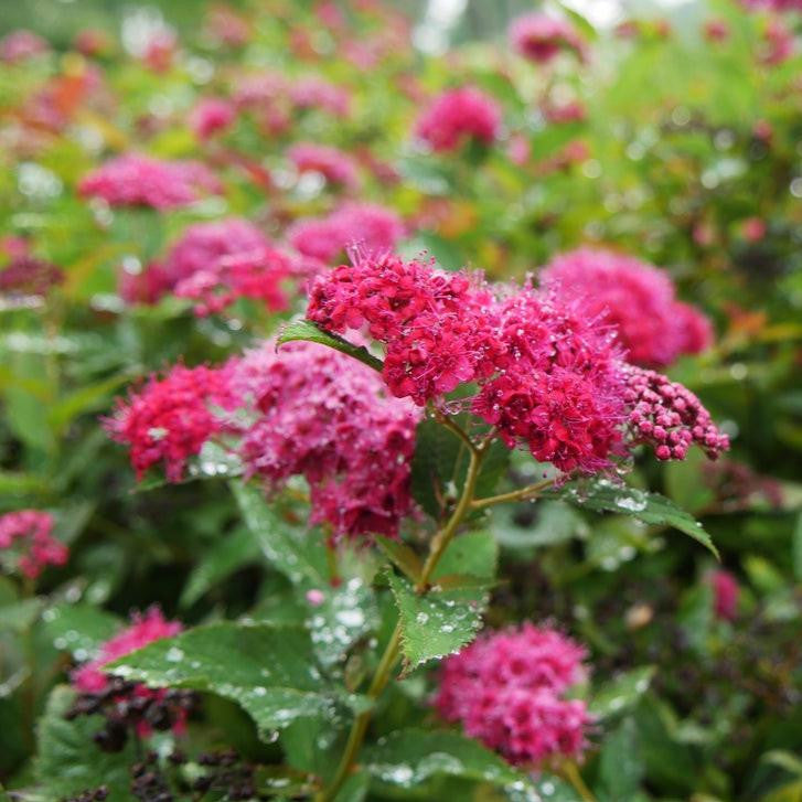 Double Play Doozie Double Play Doozie Spirea up close.